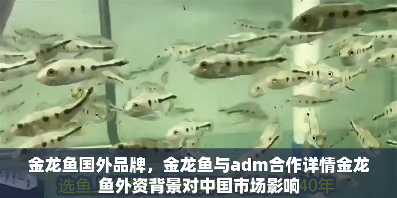 金龍魚國外品牌，金龍魚與adm合作詳情金龍魚外資背景對中國市場影響