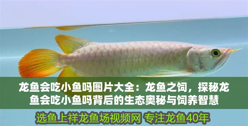 龍魚會吃小魚嗎圖片大全：龍魚之飼，探秘龍魚會吃小魚嗎背后的生態(tài)奧秘與飼養(yǎng)智慧