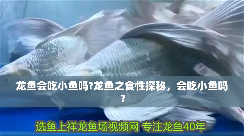龍魚會吃小魚嗎?龍魚之食性探秘，會吃小魚嗎？