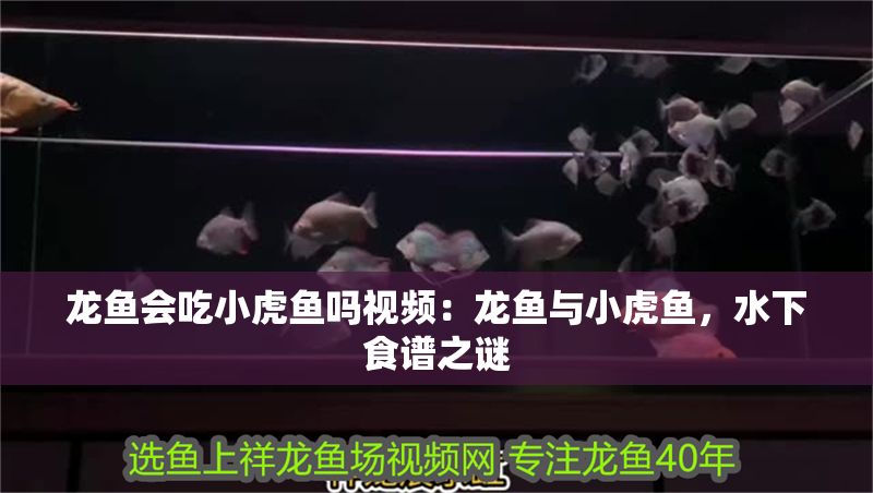 龍魚會吃小虎魚嗎視頻：龍魚與小虎魚，水下食譜之謎