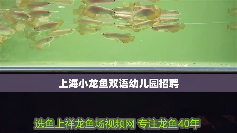 <strong><mark>上海</mark></strong>小龍魚雙語幼兒園招聘