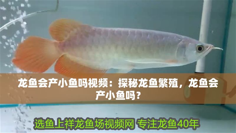 龍魚會產小魚嗎視頻：探秘龍魚繁殖，龍魚會產小魚嗎？