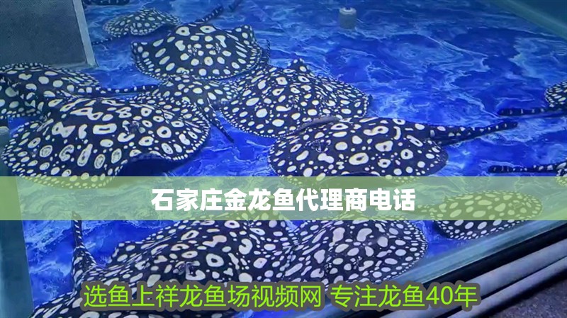魟魚(yú)跟龍魚(yú)混養(yǎng)開(kāi)燈多久：魟魚(yú)和龍魚(yú)混養(yǎng)開(kāi)燈多久 魟魚(yú)跟龍魚(yú)混養(yǎng)開(kāi)燈多久：魟魚(yú)和龍魚(yú)混養(yǎng)開(kāi)燈多久 龍魚(yú)百科
