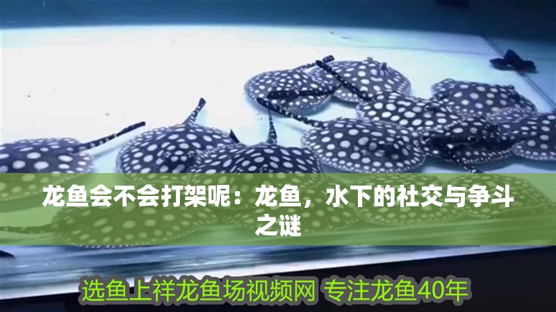 龍魚會不會打架呢：龍魚，水下的社交與爭斗之謎