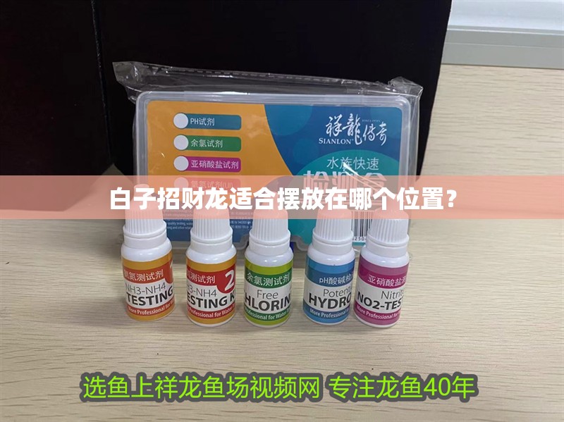 白子招財龍適合擺放在哪個位置？ 白子招財龍適合擺放在哪個位置？ 龍魚百科