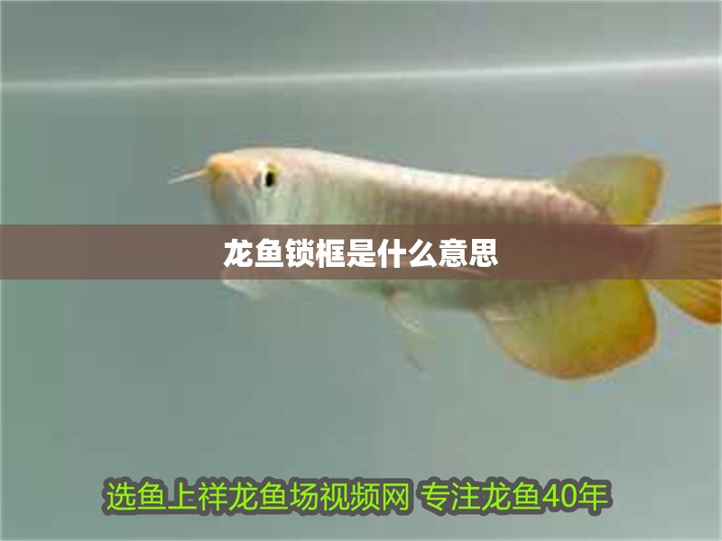 龍魚鎖框是什么意思