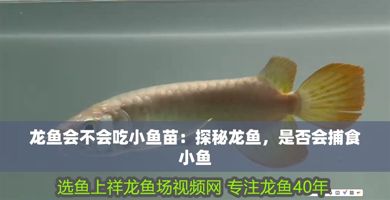 龍魚會不會吃小魚苗：探秘龍魚，是否會捕食小魚