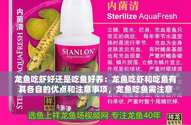 龍魚吃蝦好還是吃魚好養：龍魚吃蝦和吃魚有其各自的優點和注意事項，龍魚吃魚需注意