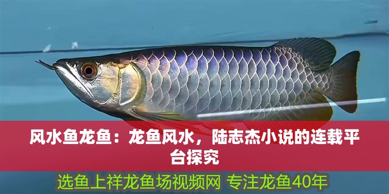 風水魚龍魚：龍魚風水，陸志杰小說的連載平臺探究