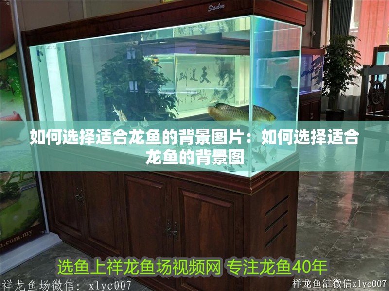如何選擇適合龍魚的背景圖片：如何選擇適合龍魚的背景圖