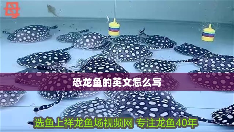 恐龍魚的英文怎么寫 恐龍魚的英文怎么寫 龍魚百科