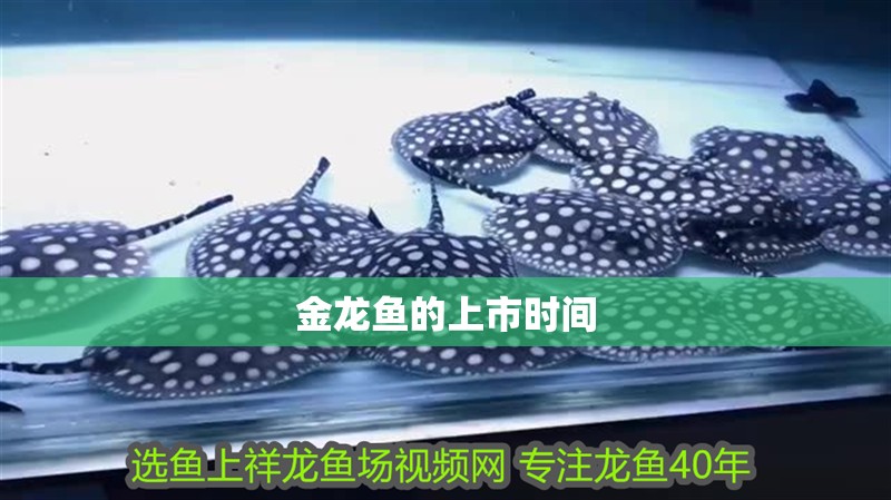 金龍魚的上市時間 金龍魚的上市時間 龍魚百科