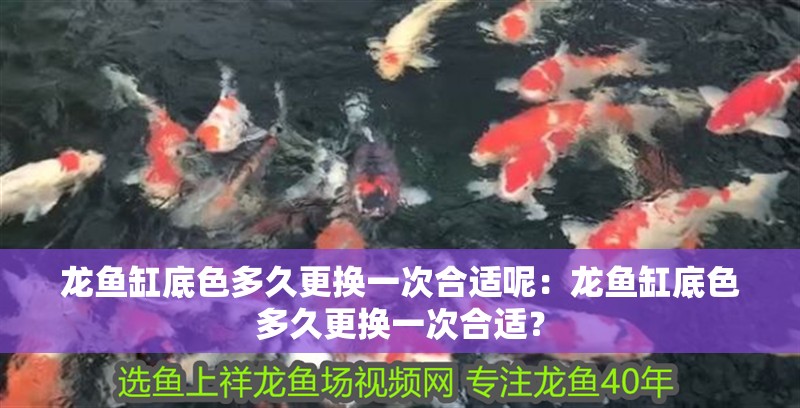 龍魚(yú)缸底色多久更換一次合適呢：龍魚(yú)缸底色多久更換一次合適？