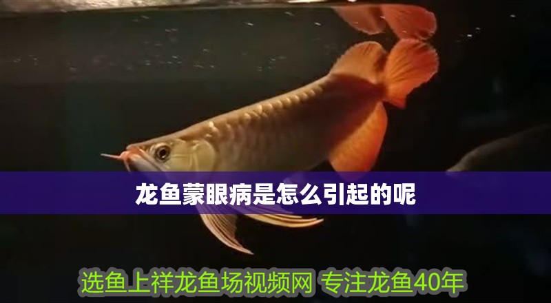 龍魚蒙眼病是怎么引起的呢