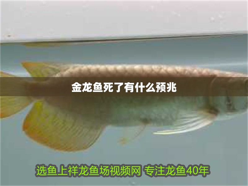 金龍魚死了有什么預(yù)兆