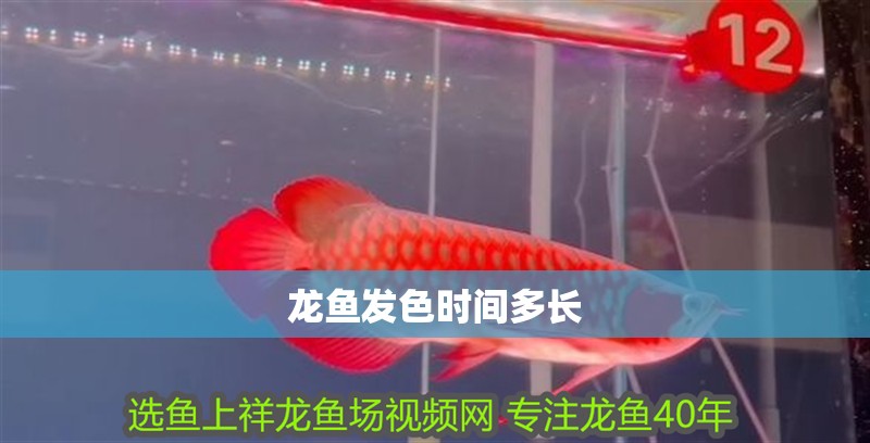 龍魚發色時間多長