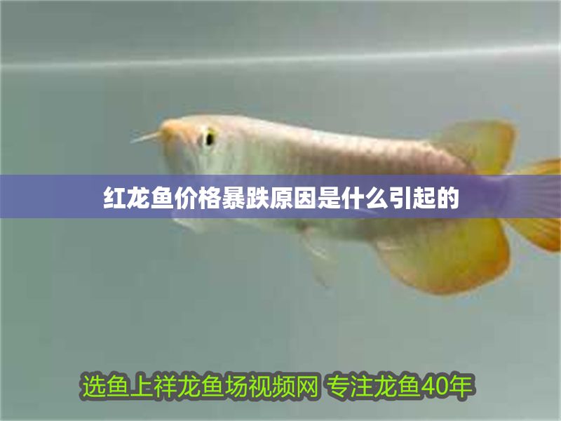 紅龍魚價格暴跌原因是什么引起的