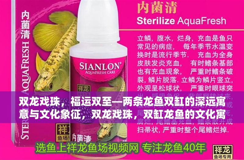 雙龍戲珠，福運(yùn)雙至—兩條龍魚(yú)雙缸的深遠(yuǎn)寓意與文化象征，雙龍戲珠，雙缸龍魚(yú)的文化寓意與福運(yùn)象征 雙龍戲珠，福運(yùn)雙至—兩條龍魚(yú)雙缸的深遠(yuǎn)寓意與文化象征，雙龍戲珠，雙缸龍魚(yú)的文化寓意與福運(yùn)象征 龍魚(yú)百科 第1張