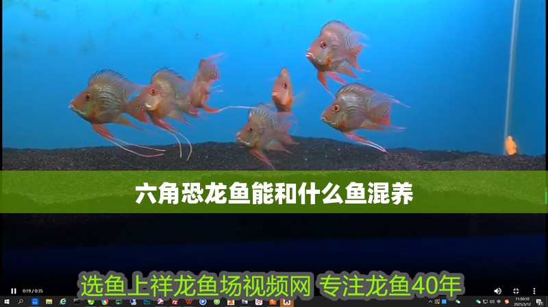 六角恐龍魚(yú)能和什么魚(yú)混養(yǎng) 六角恐龍魚(yú)能和什么魚(yú)混養(yǎng) 龍魚(yú)百科