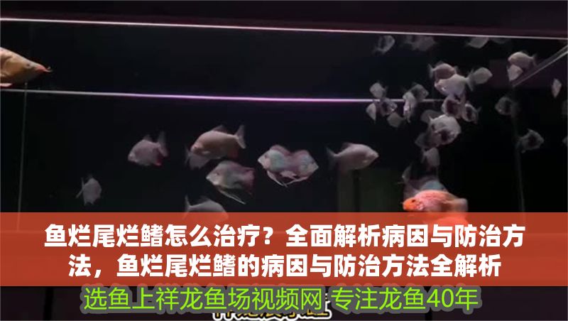 魚爛尾爛鰭怎么治療？全面解析病因與防治方法，魚爛尾爛鰭的病因與防治方法全解析