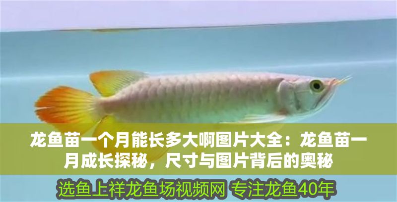 龍魚苗一個月能長多大啊圖片大全：龍魚苗一月成長探秘，尺寸與圖片背后的奧秘