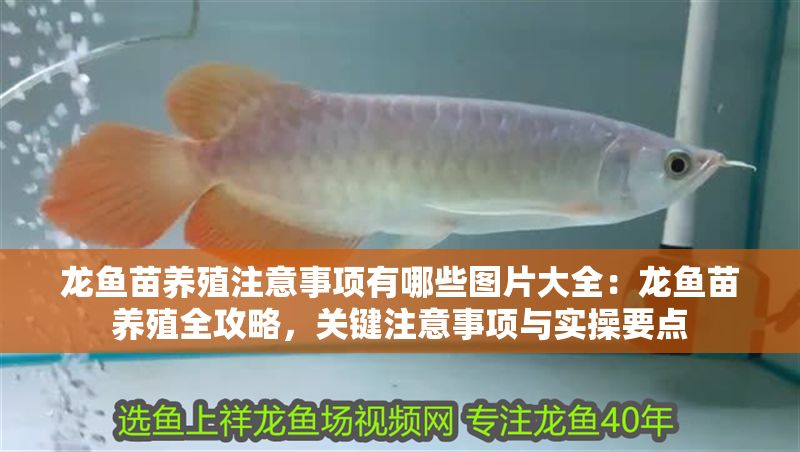 龍魚苗養殖注意事項有哪些圖片大全：龍魚苗養殖全攻略，關鍵注意事項與實操要點