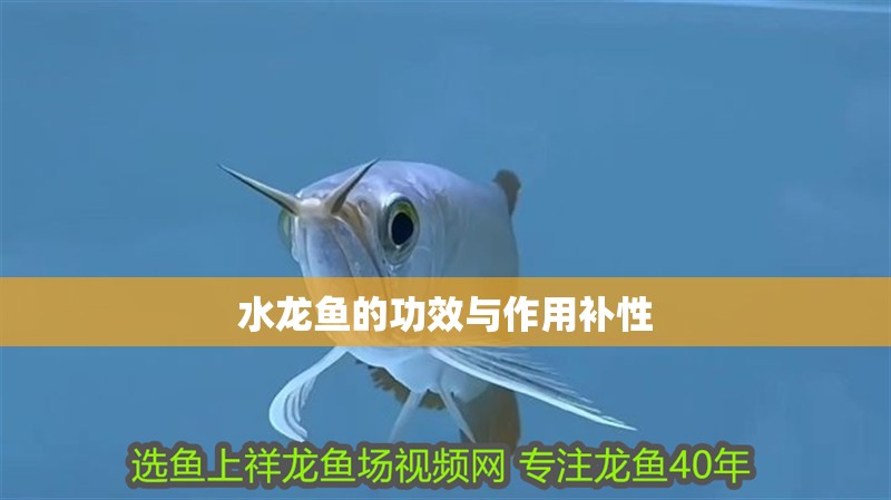 水龍魚的功效與作用補性 水龍魚的功效與作用補性 龍魚百科
