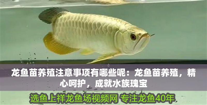 龍魚苗養(yǎng)殖注意事項有哪些呢：龍魚苗養(yǎng)殖，精心呵護，成就水族瑰寶