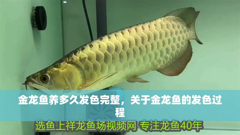 金龍魚養(yǎng)多久發(fā)色完整，關于金龍魚的發(fā)色過程