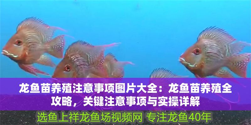 龍魚苗養殖注意事項圖片大全：龍魚苗養殖全攻略，關鍵注意事項與實操詳解
