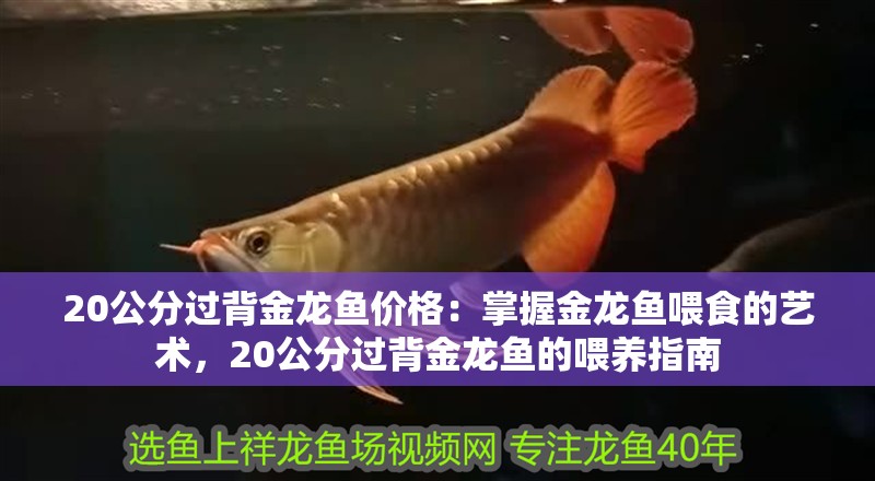 20公分過背金龍魚價(jià)格：掌握金龍魚喂食的藝術(shù)，20公分過背金龍魚的喂養(yǎng)指南