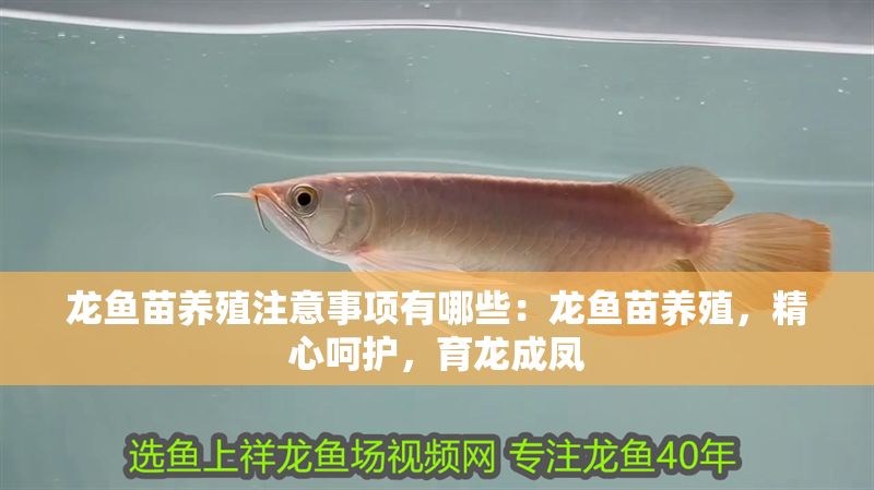 龍魚苗養(yǎng)殖注意事項有哪些：龍魚苗養(yǎng)殖，精心呵護，育龍成鳳