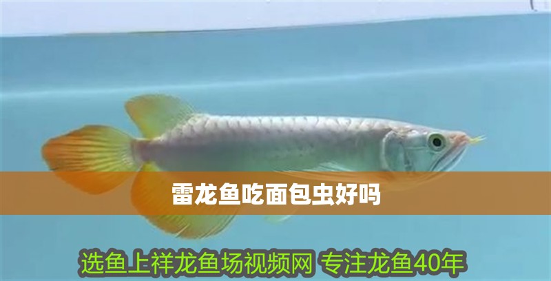 雷龍魚吃面包蟲好嗎