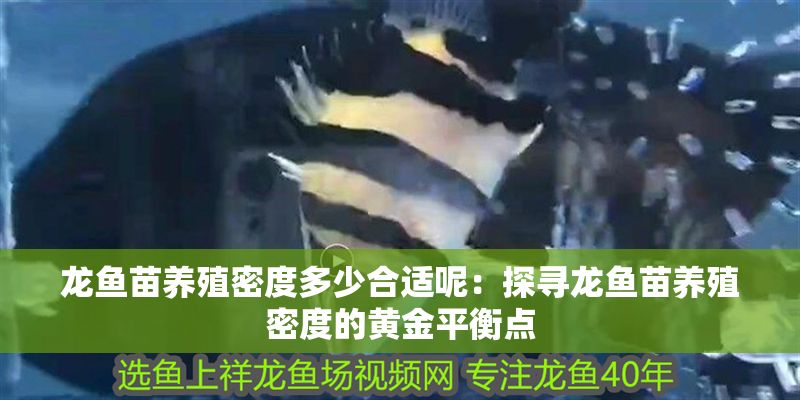 龍魚苗養殖密度多少合適呢：探尋龍魚苗養殖密度的黃金平衡點