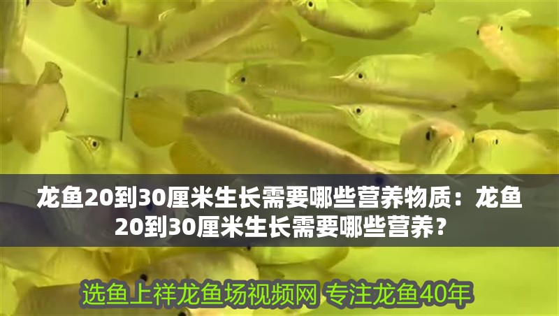 龍魚20到30厘米生長需要哪些營養物質：龍魚20到30厘米生長需要哪些營養？