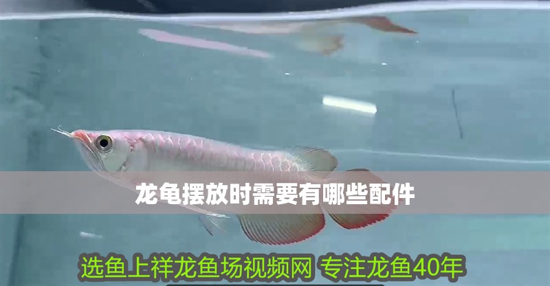 龍龜擺放時需要有哪些配件