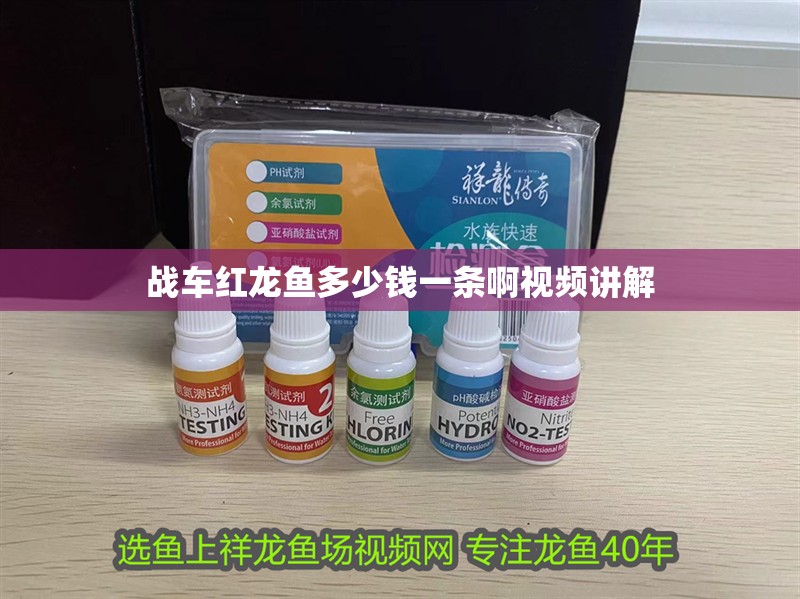 戰車紅龍魚多少錢一條啊視頻講解