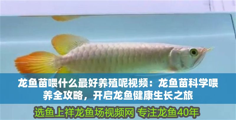 龍魚苗喂什么最好養殖呢視頻：龍魚苗科學喂養全攻略，開啟龍魚健康生長之旅