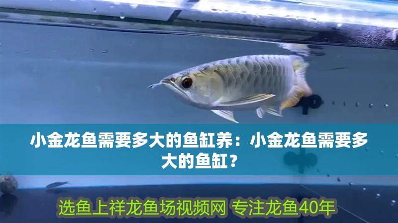 小金龍魚需要多大的魚缸養：小金龍魚需要多大的魚缸？