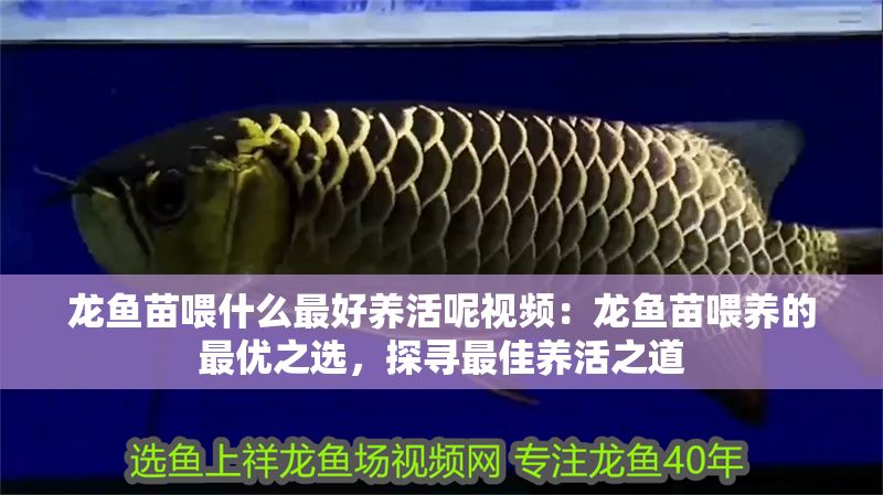 龍魚苗喂什么最好養(yǎng)活呢視頻：龍魚苗喂養(yǎng)的最優(yōu)之選，探尋最佳養(yǎng)活之道