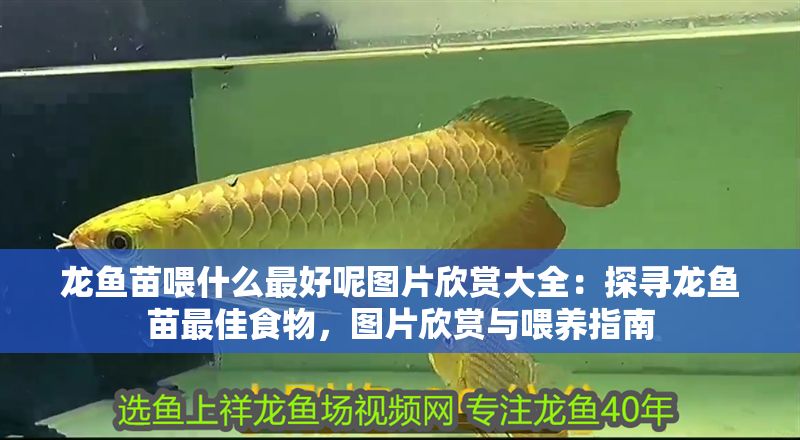 龍魚(yú)苗喂什么最好呢圖片欣賞大全：探尋龍魚(yú)苗最佳食物，圖片欣賞與喂養(yǎng)指南
