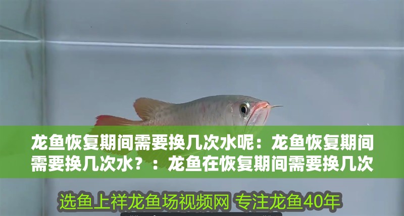 龍魚恢復期間需要換幾次水呢：龍魚恢復期間需要換幾次水？：龍魚在恢復期間需要換幾次水