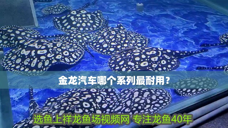 金龍魚專賣