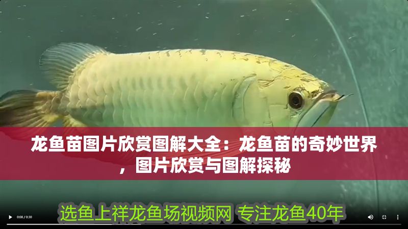 龍魚苗圖片欣賞圖解大全：龍魚苗的奇妙世界，圖片欣賞與圖解探秘