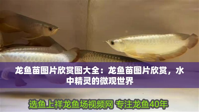 豬鼻龜多少水溫最好養(yǎng)活(豬鼻龜怎么養(yǎng)多少度) 豬鼻龜多少水溫最好養(yǎng)活(豬鼻龜怎么養(yǎng)多少度) 豬鼻龜百科 第1張