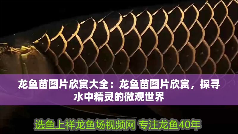 龍魚苗圖片欣賞大全：龍魚苗圖片欣賞，探尋水中精靈的微觀世界