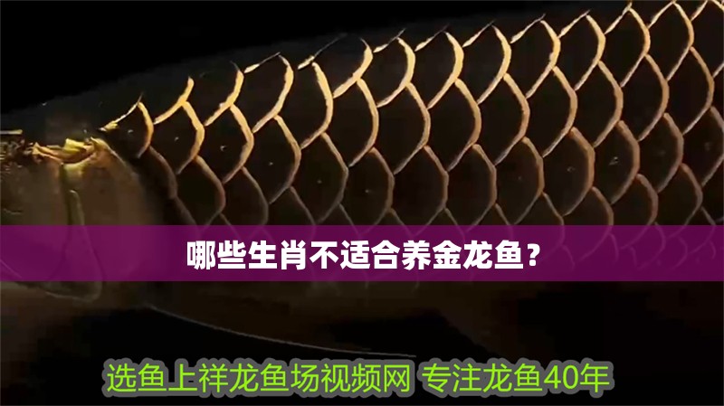 哪些生肖不適合養金龍魚？ 哪些生肖不適合養金龍魚？ 龍魚百科