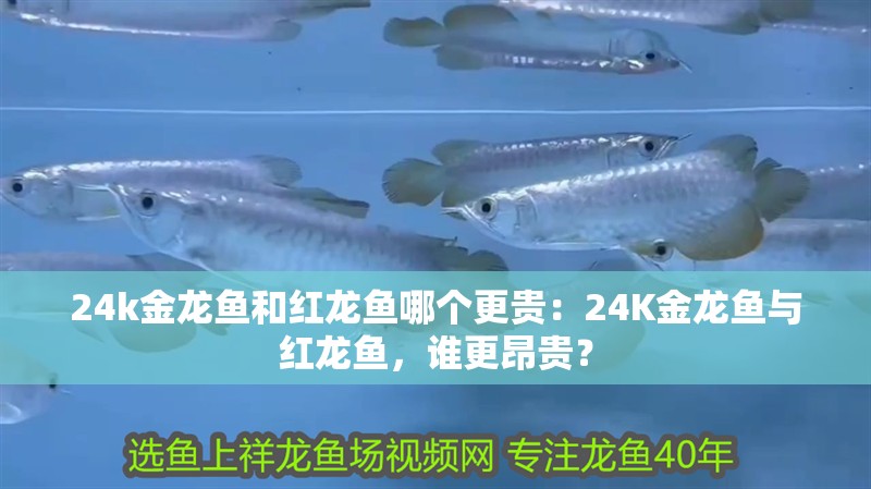 24k金龍魚和紅龍魚哪個更貴：24K金龍魚與紅龍魚，誰更昂貴？