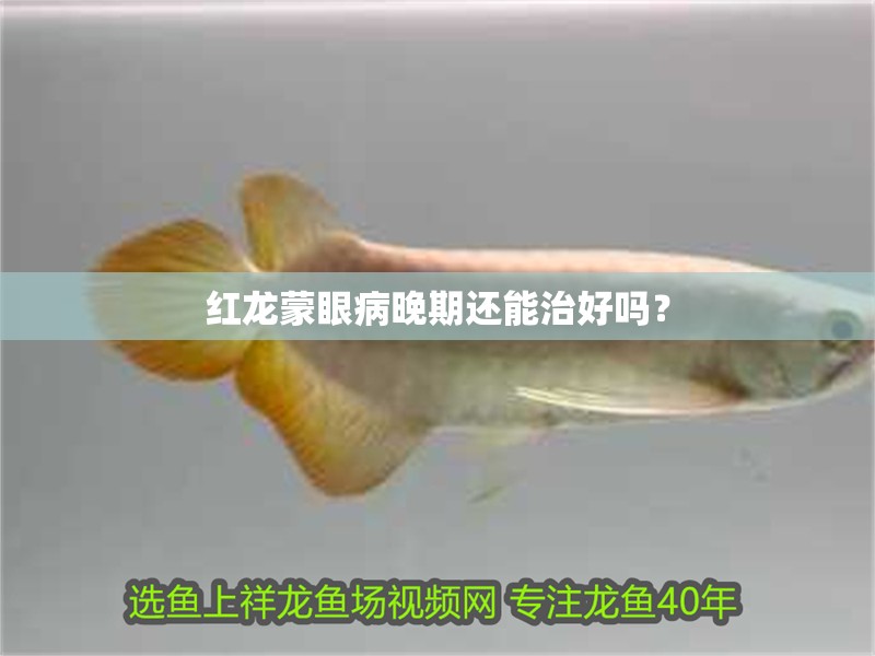 紅龍蒙眼病晚期還能治好嗎？