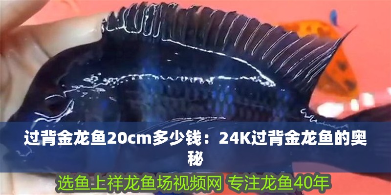 過背金龍魚20cm多少錢：24K過背金龍魚的奧秘